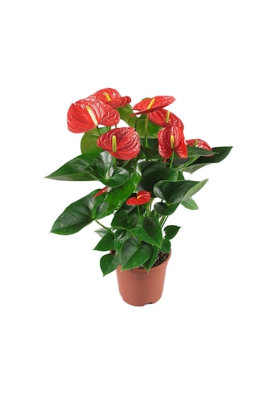 Anthoryum  - Flamingo Çiçeği (Anthurium) 40 cm