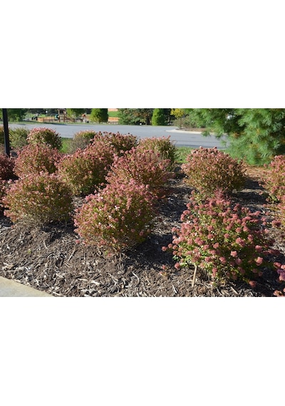 Abelya Çeçeği güzellik Çalısı 30-40 Cm Abelia Chinensis
