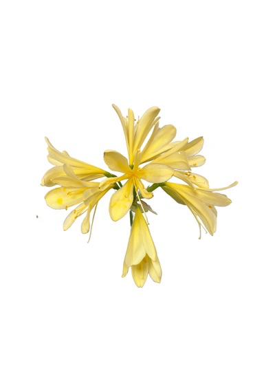 Clivia Miniata 'yellow' Klivya Çiçeği