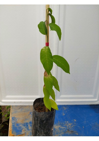Sugar Apple Fidanı Aşısız 2 Yaş 40 Cm 2 Adet