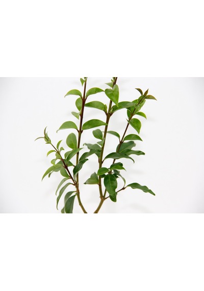 Bonsai Ligustrum Japonicum - Hediyelik 25-30 Cm