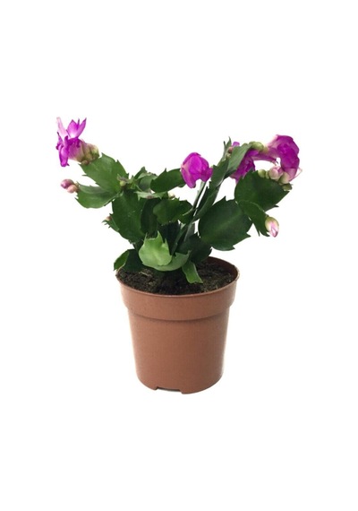 Schlumbergera 'purple' - Kaktüs - Yılbaşı Çiçeği