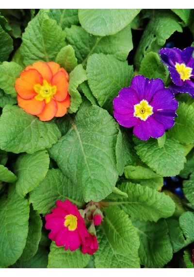 Videolu Çuha Marul Çiçeği Saksıda Karışık Renk 1 Adet 10-20 Cm Çiçekli Bodur Bitki Primula