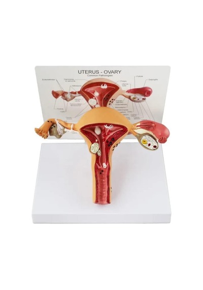 Uterus Pelvik Taban Maketi Model 41