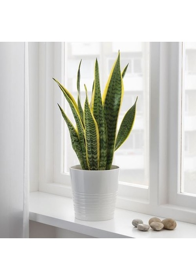 Ikea Sansevıerıa Trıfascıata Canlı Bitki, Yeşil, 14 Cm, Sansevieria Trifasciata
