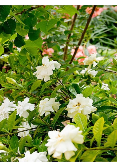 Videolu Kokulu Anne Hediyesi 1 Adet Gardenya Çiçeği Saksılı 30-45cm Gardenia Flower