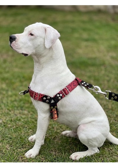 Köpek Göğüs Tasması Büyük & Çok Büyük Irk Ayarlamalı Önden Ve Sırttan Çekmeli Kordon Kırmızı & Siyah Çok Renkli