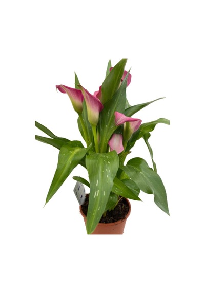 Gala Gelin Çiçeği Pembe 15-25 Cm