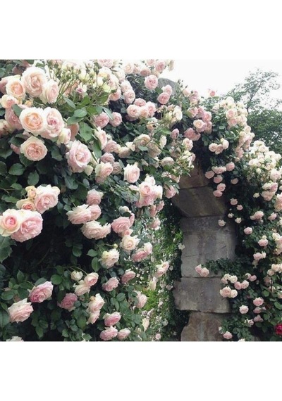 Pembe Beyaz Sarmaşık Gül Fidanı 5 Adet 15-25 Cm