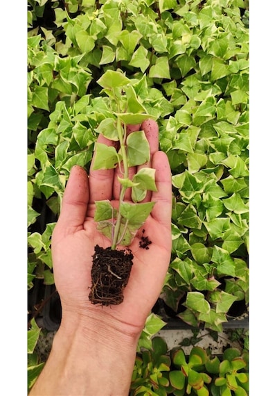 Senecio Macroglossus Ev Sarmaşığı Fidesi