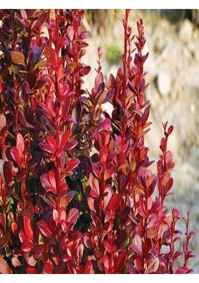Videolu 1 Adet Roket Berberis Çiti Fidanı 40-80cm Saksılı Rocket Barberry