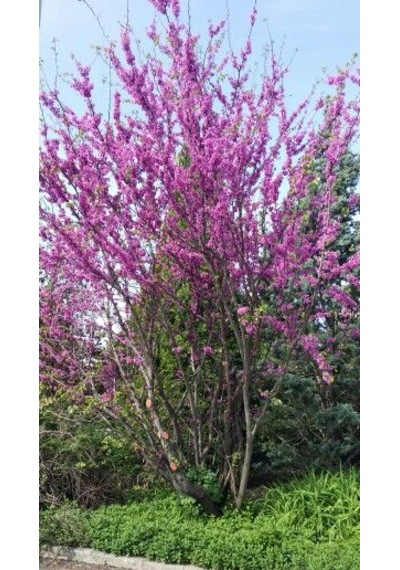 Pembe Erguvan Fidanı - 40-50 Cm, Renkli Bahçe Ağaç Fidanı