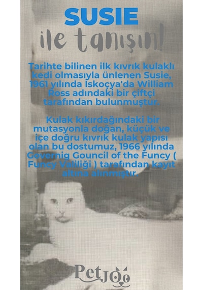 Petjoo 3.Susie Gri-Mavi Qr'lı Kedi Künyesi