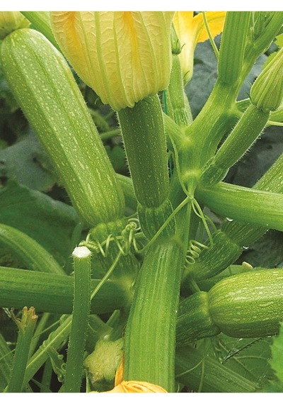 Hybrit Dolma Kabak Tohumu 10 Adet Tohum