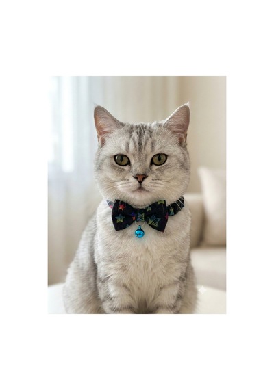 Papyonlu Kedi Boyun Tasması Ayarlanabilir Papyon Fiyonk Zilli Siyah