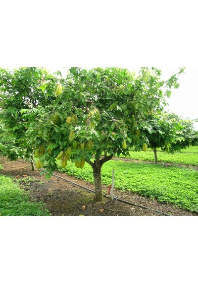 Aşısız Star Fruit Fidanı 2 Yaş 25-30 Cm