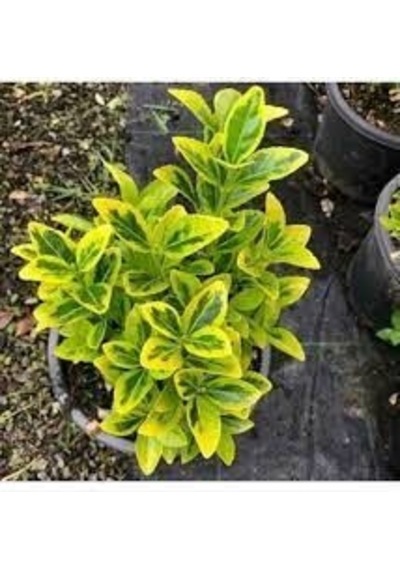TÜPLÜ GOLD TAFLAN ÇİÇEĞİ BOY 35-55CM
