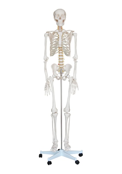 İSKELET MAKETİ 180 CM, İNSAN İSKELETİ