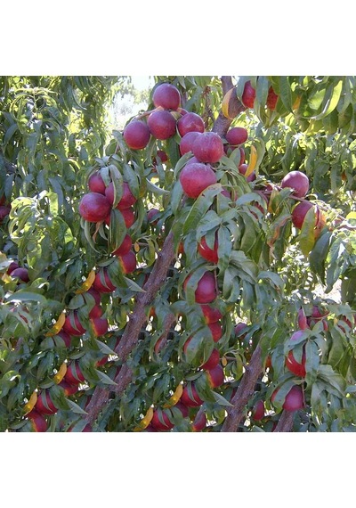 3 Yaş. Aşılı. Venüs Erkenci Nektarin Fidanı. Torbada