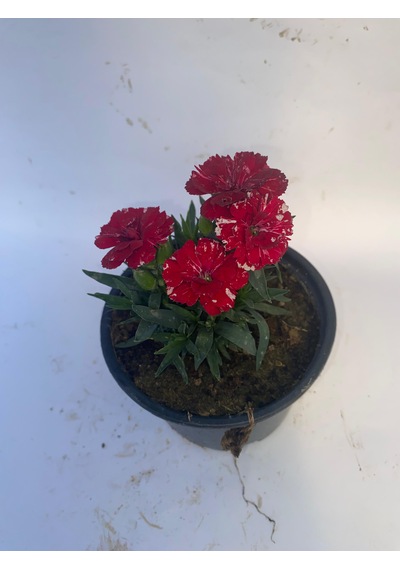 Bodur Karanfil Çiçeği Kırmızı-pembe-beyaz-mor 10-15cm 3 Adet