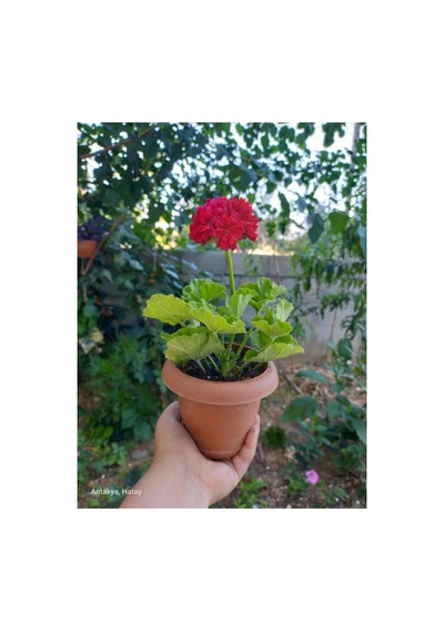 Kıpkırmızı Sardunya Çiçeği Fidesi 10-20 Cm