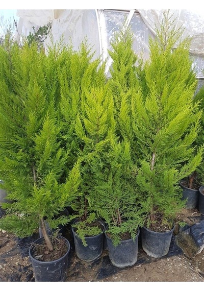 Videolu Kokulu Limoni Selvi Fidanı 10 Adet 40-60cm Saksılı Lemon Cypress Sapling