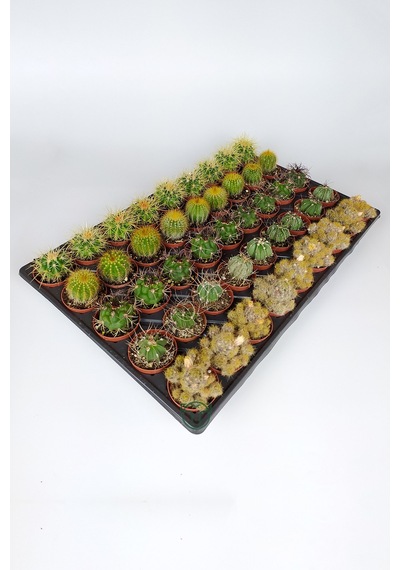 45 Adet Özel Tür Kaktüs 9 Arlı Set #1 Toptan 5.5 Cm Saksıda