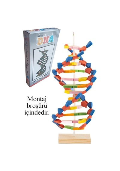 Dna Modeli 1 Paket Evadan Dna Yapım Seti Dna Saemalı Deney Yapım Seti Okul Materyali