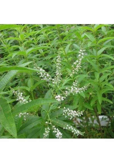 Aloysia Triphylla Limon Otu Çiçeği Fidanı 10-20 Cm