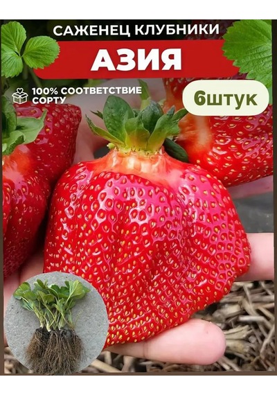 Erkenci Asya Çilek Fidanı 6 Adet Saksıd