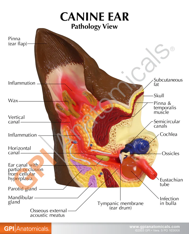 Köpek Kulağı -köpek Kulağı Modeli - Hayvan Anatomisi Modeli - Köpek Kulak Maketi 01
