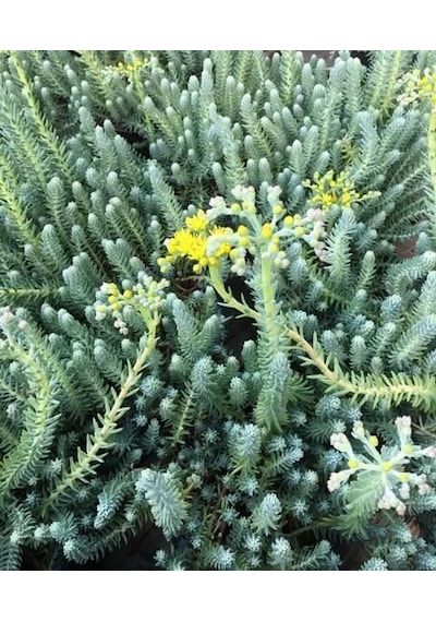 Sedum Reflexum 'blue Spruce' - 45 Adet Yer Örtücü Sukulent
