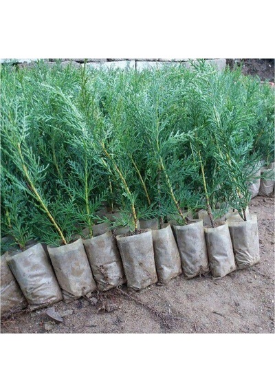 Videolu Leylandi Çit Çamı Fidesi 15 30 Cm 35 Adet Dış Mekan Bitkisi Cupressus