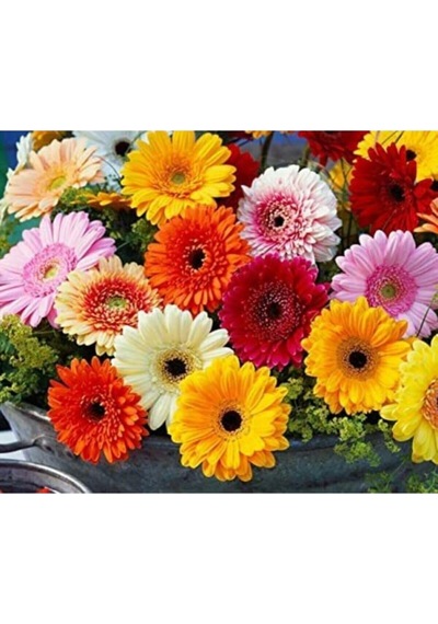 Tohum Dünyam Karışık Renkli Gerbera Çiçeği Tohumu Diğer
