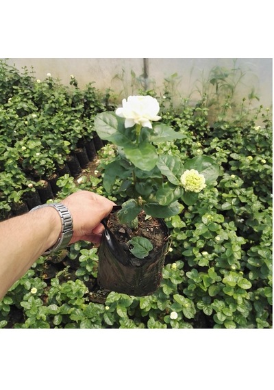 Serada Decor Plant Yoğun Kokulu Katmerli Ful Yasemin Çiçeği 50-90 Cm