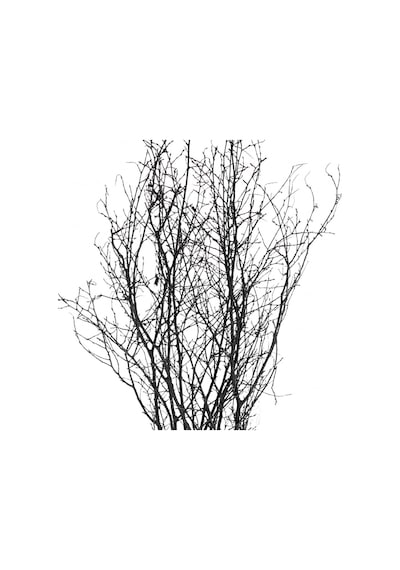 Kuru Bitki Siyah Gürgen Dalı 60 - 80 Cm