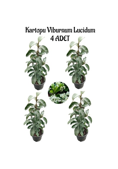 Kartopu Viburnum Lucidum 4 Adet 60-80 Cm Saksılı Dış Mekan Bahçe Peyzaj Çit Bitkisi