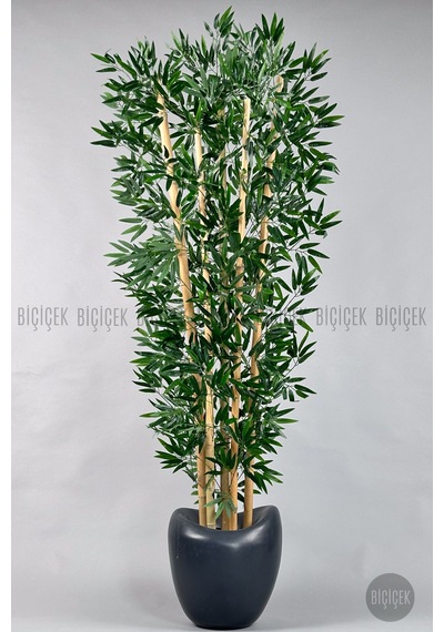 Zen Bambu Ağacı 240 Cm Antresit Bone Saksıda