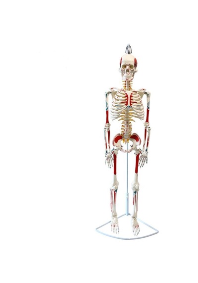 Tam İskelet Maketi 85 CM Model 8