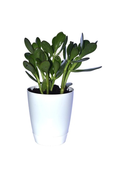 Saksılı Para Ağacı Çiçeği Crassula Ovata Fidanı Dolgun 25-30cm