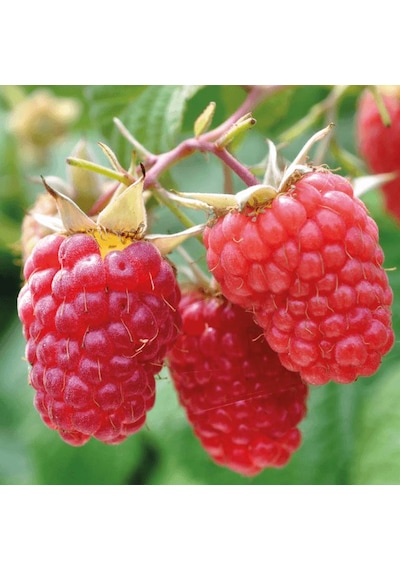 3 Lü Ahududu Fidanı Seti 1 Yaşında Rubus İdaeus Bahçeniz İçin