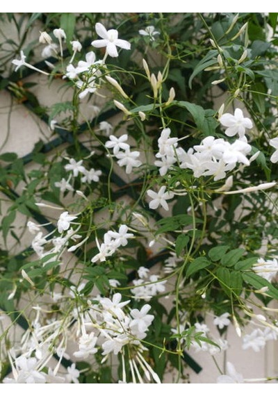 Videolu Arap Yasemin Arap 80 100 Cm 1 Adet Saksılı Dış Mekan Ve Dekarasyon Bitkisi Jasminum