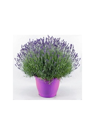 Lavanta Lavandula Angustifolia Çiçeği Fidanı 10-20 Cm