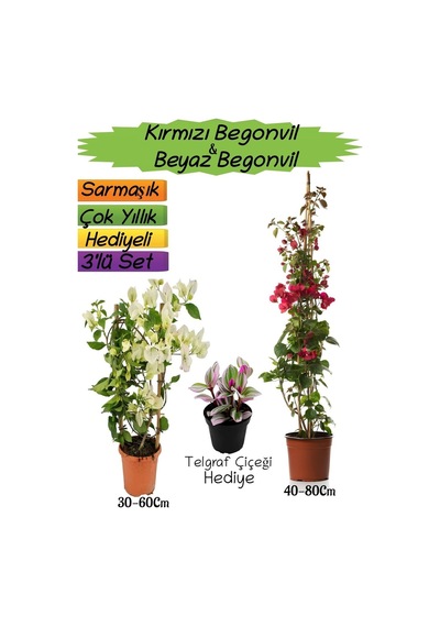 Kırmızı Renk Begonvil+beyaz Begonvil+telgraf Çiçeği 3'lü Peyzaj Seti