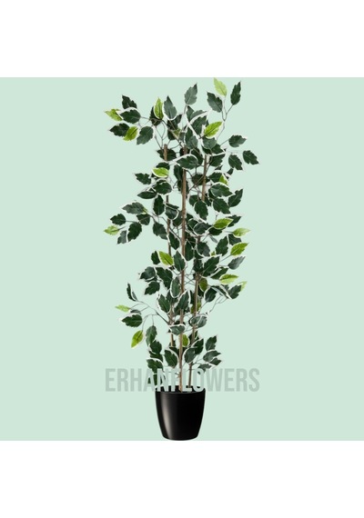 110 Cm Bambu Gövdeli Beyaz Benjamin Ficus Ağacı Yeşil