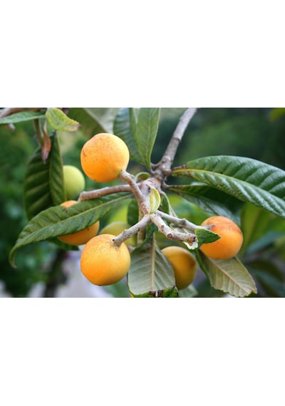 Malta Eriği - Yeni Dünya Fidanı 3 Adet Eriobotrya Japonica