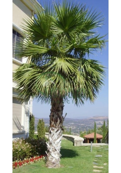 Washingtonia Robusta Palmiye Ağacı Tohumu Ekim Seti 3 Tohum Saksı Toprak Kombin