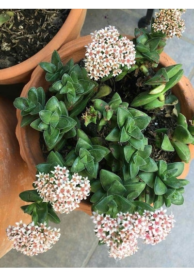 Crassula Springtime 5 Adet