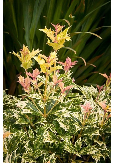 Osmanthus Heterophyllus Alacalı Fidan 1-2 Yaş Arası