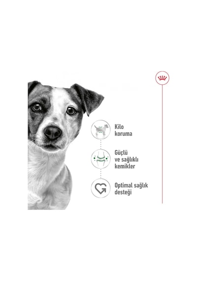 Royal Canin Mini Adult Küçük Irk Yetişkin Köpek Maması 4 KG